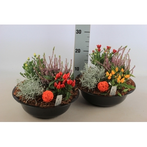 ARR TUINPLANTEN