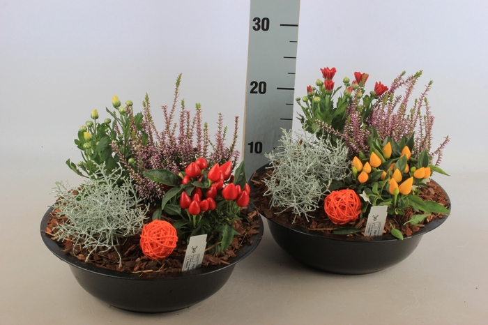 <h4>ARR TUINPLANTEN</h4>
