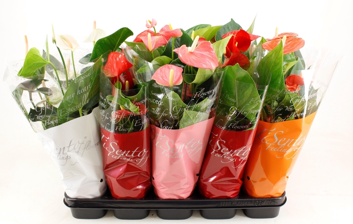 <h4>ANTHU AN GEM</h4>