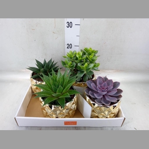 Succulents   ...mix 4