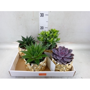 Succulents   ...mix 4