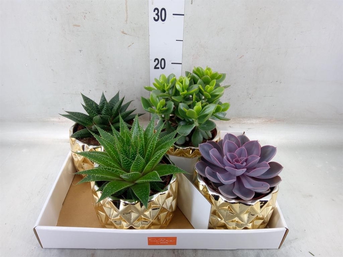 <h4>Succulents   ...mix 4</h4>