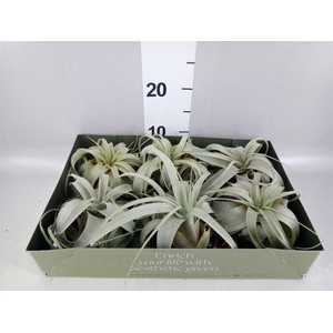 Tillandsia xerographica