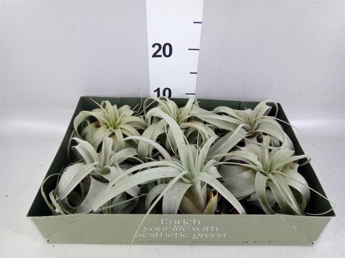 <h4>Tillandsia xerographica</h4>