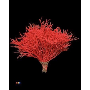 Vaccinium / Heidelbeer Flock Red