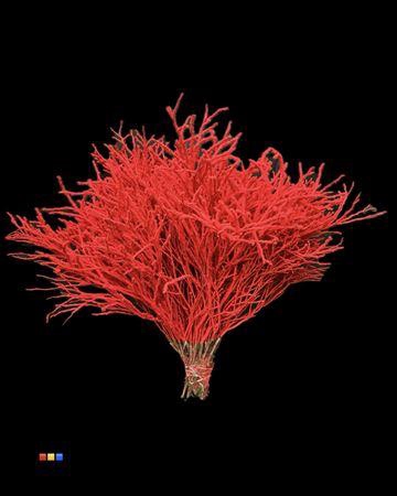 <h4>Vaccinium / Heidelbeer Flock Red</h4>