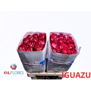 R GR IGUAZU EQU
