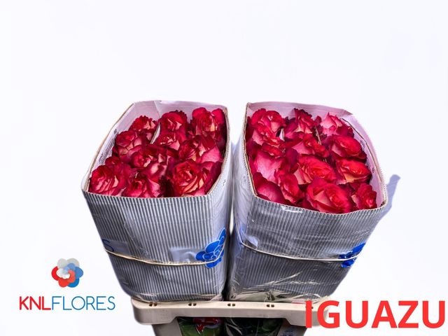 <h4>R GR IGUAZU EQU</h4>