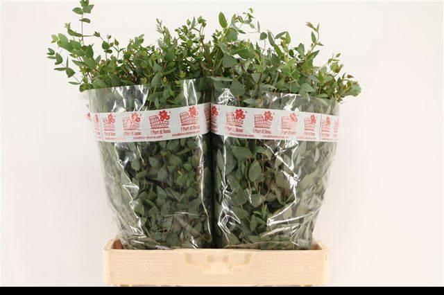 <h4>EUC GUNNII P BS</h4>