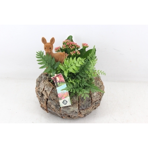 arr2 JS - Schors bol rond