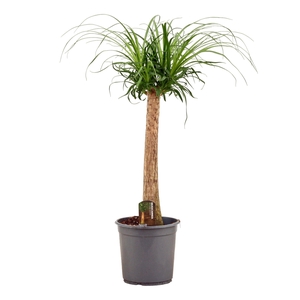 Beaucarnea recht 24 cm