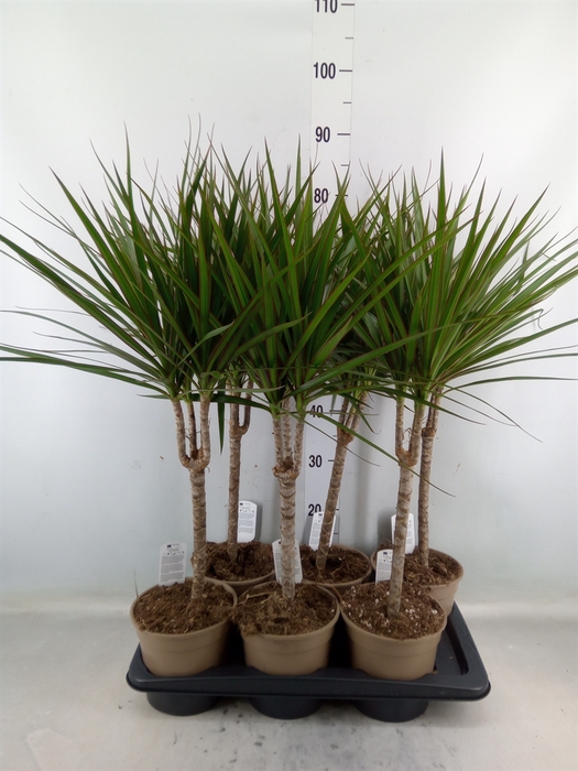 <h4>Dracaena marg.</h4>