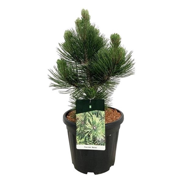 <h4>Pinus held. 'Malinki'</h4>