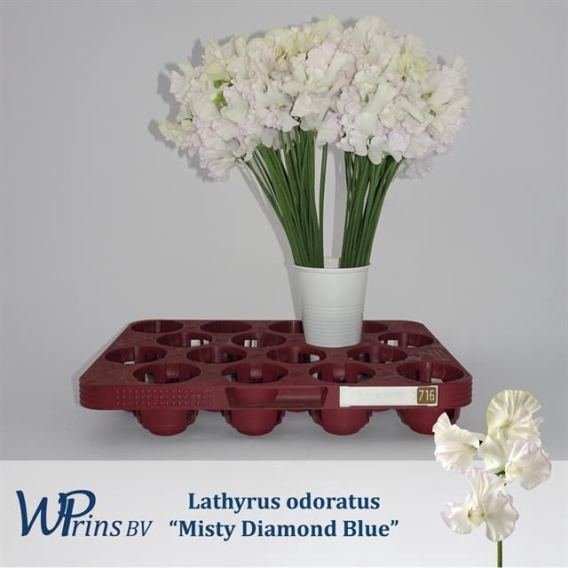 <h4>LATHYR MIST DIA BLUE</h4>