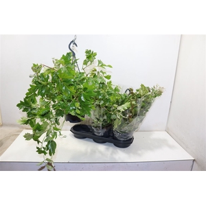 Cissus Rh Ellen Dan