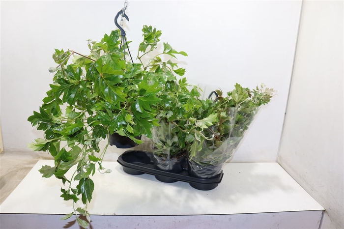 <h4>Cissus Rh Ellen Dan</h4>