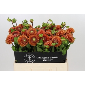 Dahlia Cornel Bronze