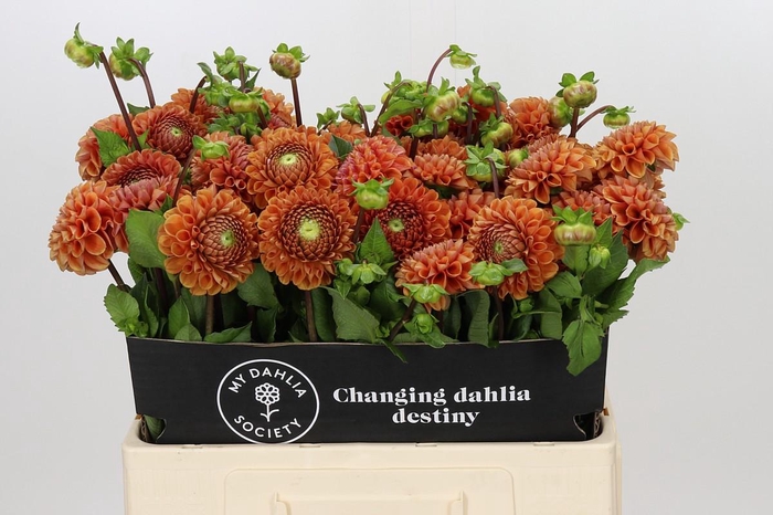 <h4>Dahlia Cornel Bronze</h4>
