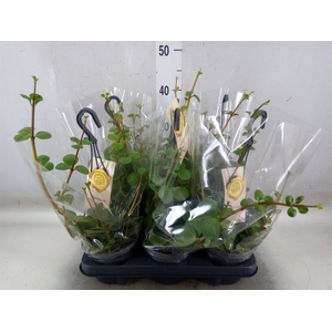 Peperomia tetraphylla 'Hope'
