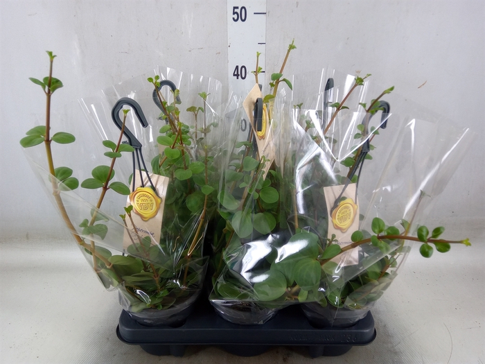 <h4>Peperomia tetraphylla 'Hope'</h4>