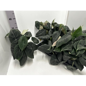 Alocasia Platinum 14Ø 30cm 1pp