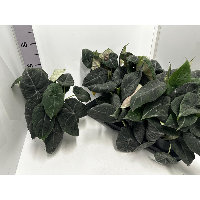 <h4>Alocasia Platinum 14Ø 30cm 1pp</h4>