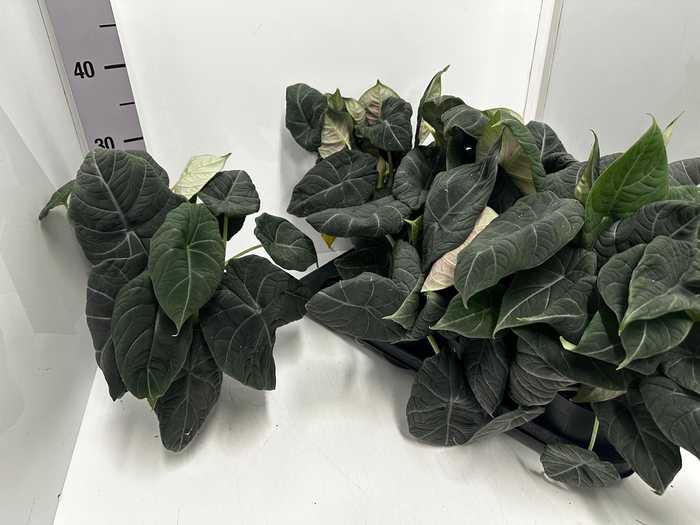 Alocasia Platinum 14Ø 30cm 1pp