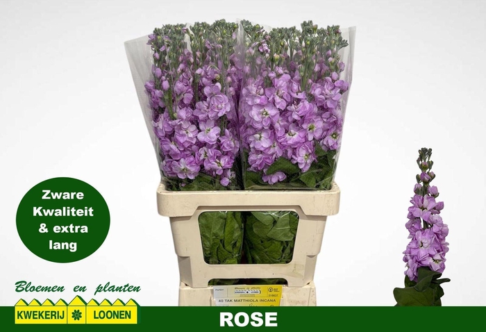 <h4>MATTH MILLA ROSE</h4>