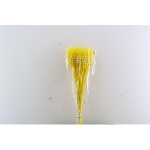 Dried Silk Worms Extra Yellow Bunch