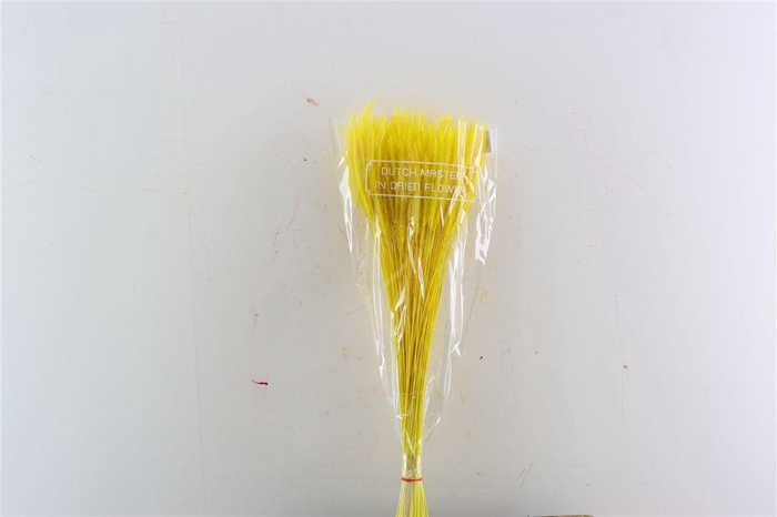 Dried Silk Worms Extra Yellow Bunch