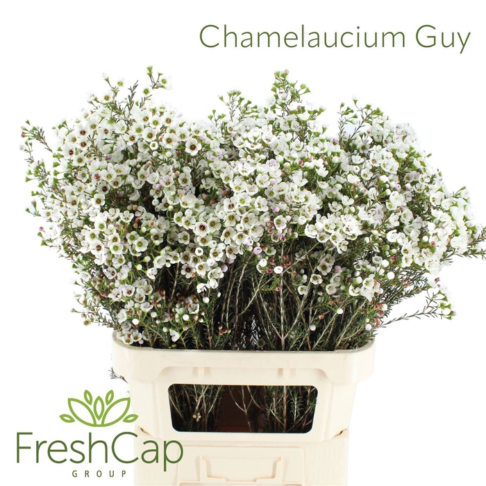 <h4>Chamelaucium Guy</h4>