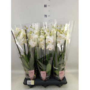 Phalaenopsis  'Ant Inverness'