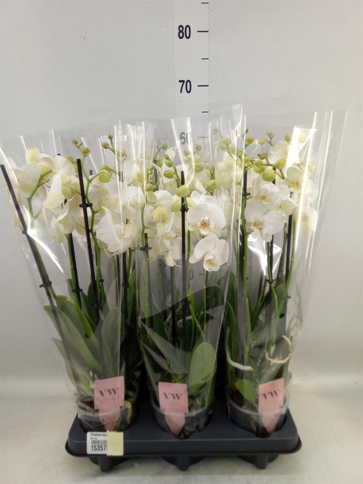 <h4>Phalaenopsis  'Ant Inverness'</h4>