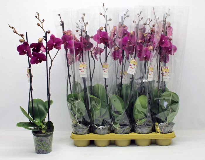 <h4>PHAL F VIVALDI</h4>