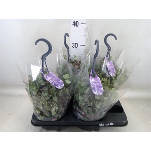 Ceropegia woodii ssp. woodii