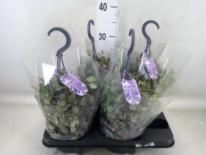 <h4>Ceropegia woodii ssp. woodii</h4>