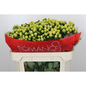 Hypericum Smiley Romance Spray