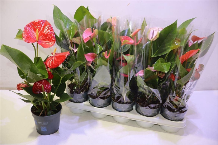 <h4>arr8 Anthu An Gem</h4>