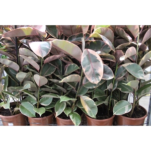 FICUS ELASTICA RUBY P24