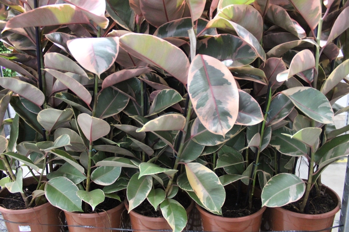 <h4>FICUS ELASTICA RUBY P24</h4>