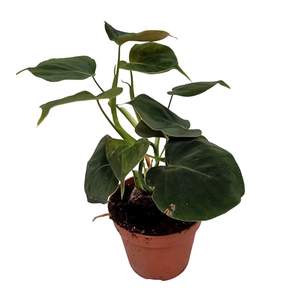 Philodendron Lupinum