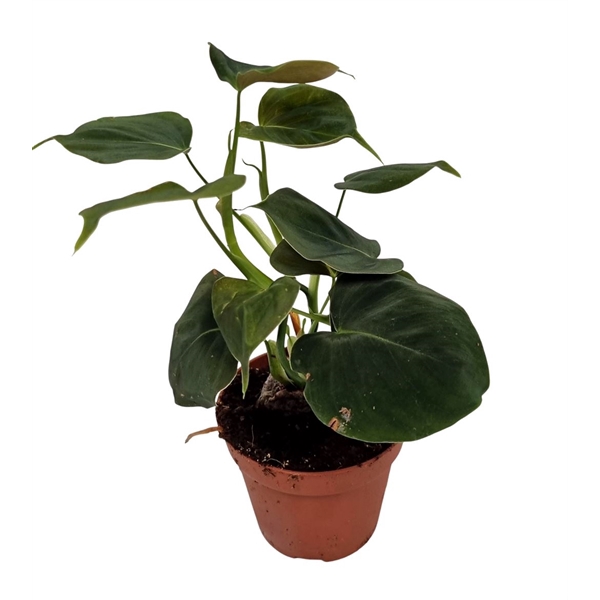 <h4>Philodendron Lupinum</h4>