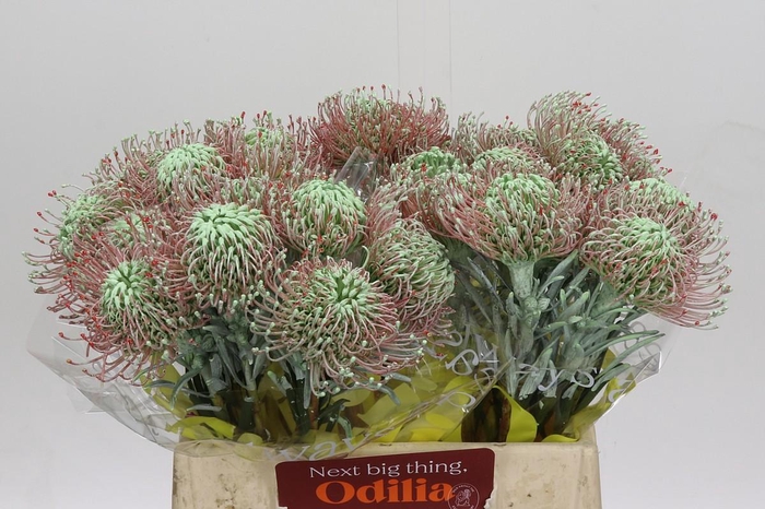 <h4>Nutans Painted Mint</h4>