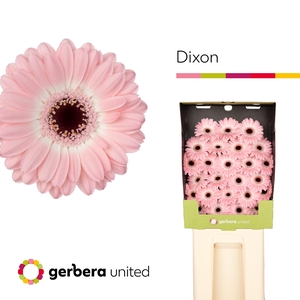 Germini Dixon Diamond