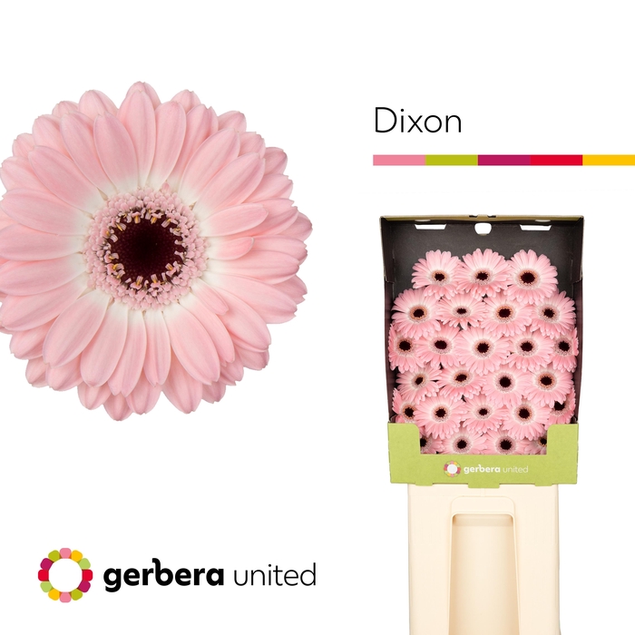<h4>Germini Dixon Diamond</h4>