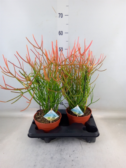 <h4>Euphorbia tirucalli</h4>