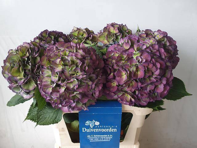 <h4>HYDR M ELBTAL CL</h4>