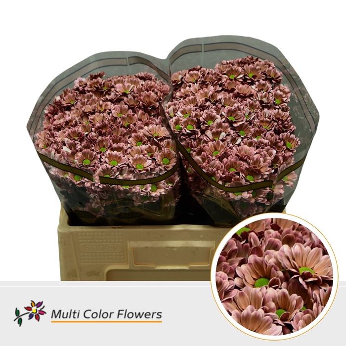 <h4>Chr S Bowie Bruin</h4>