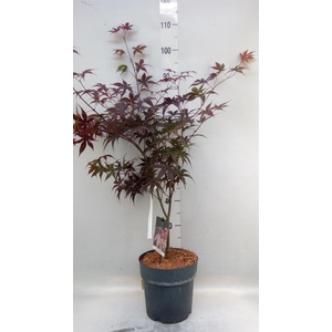 Acer palmatum 'Bloodgood'
