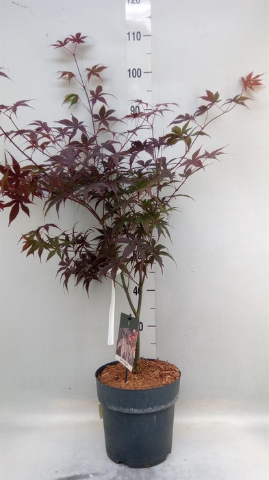 <h4>Acer palmatum 'Bloodgood'</h4>